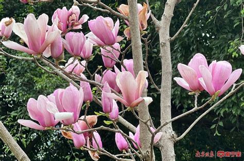 玉兰花树风水|玉兰花树的风水禁忌,种植要注意什么